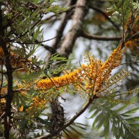 Grevillea robusta A.Cunn. ex R.Br.